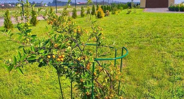 підв\'язування огірків у відкритому ґрунті
